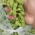 【源头直采】山东毛豆大青豆稳定供货欢迎来电咨询