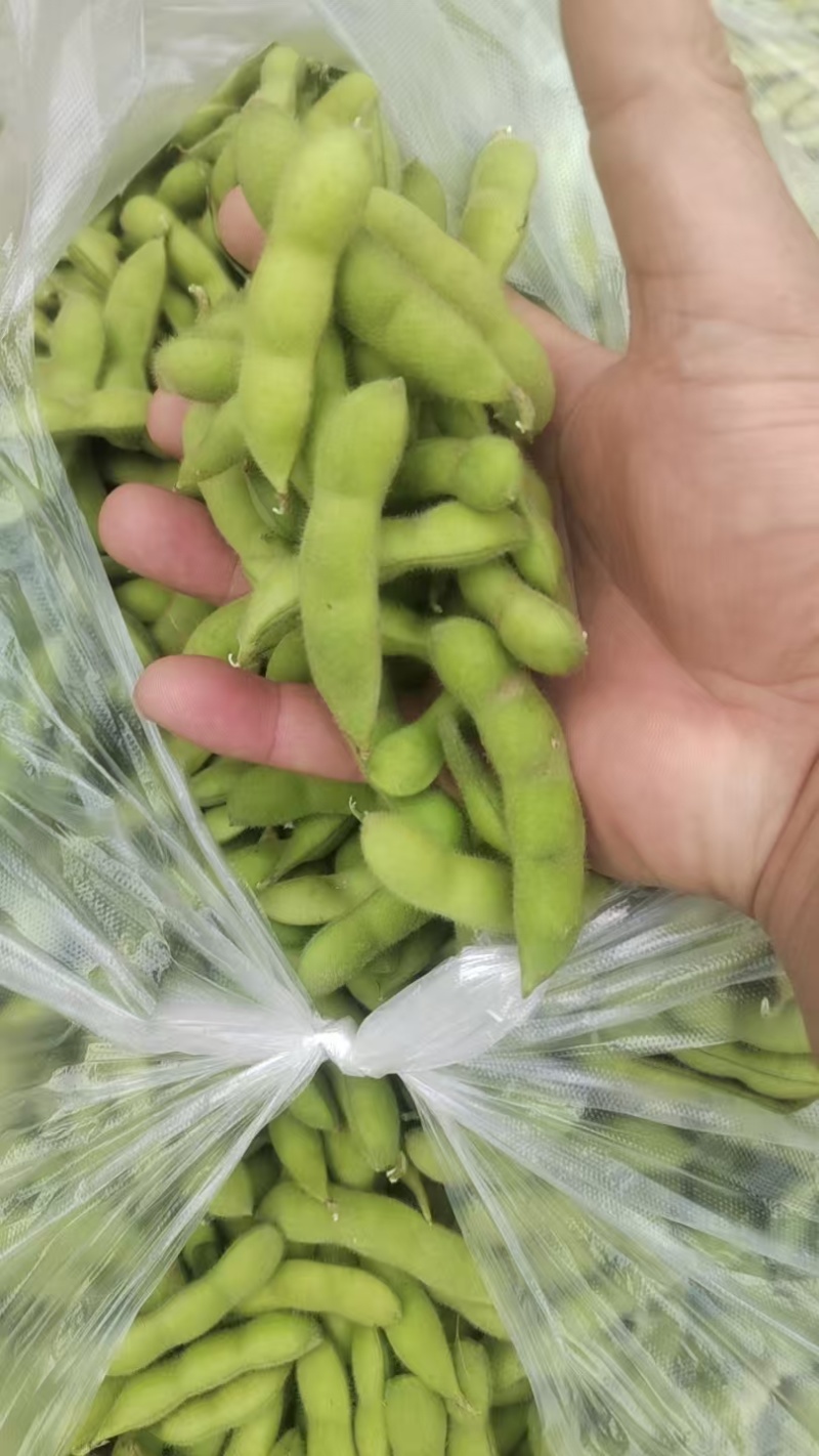 【源头直采】山东毛豆大青豆稳定供货欢迎来电咨询