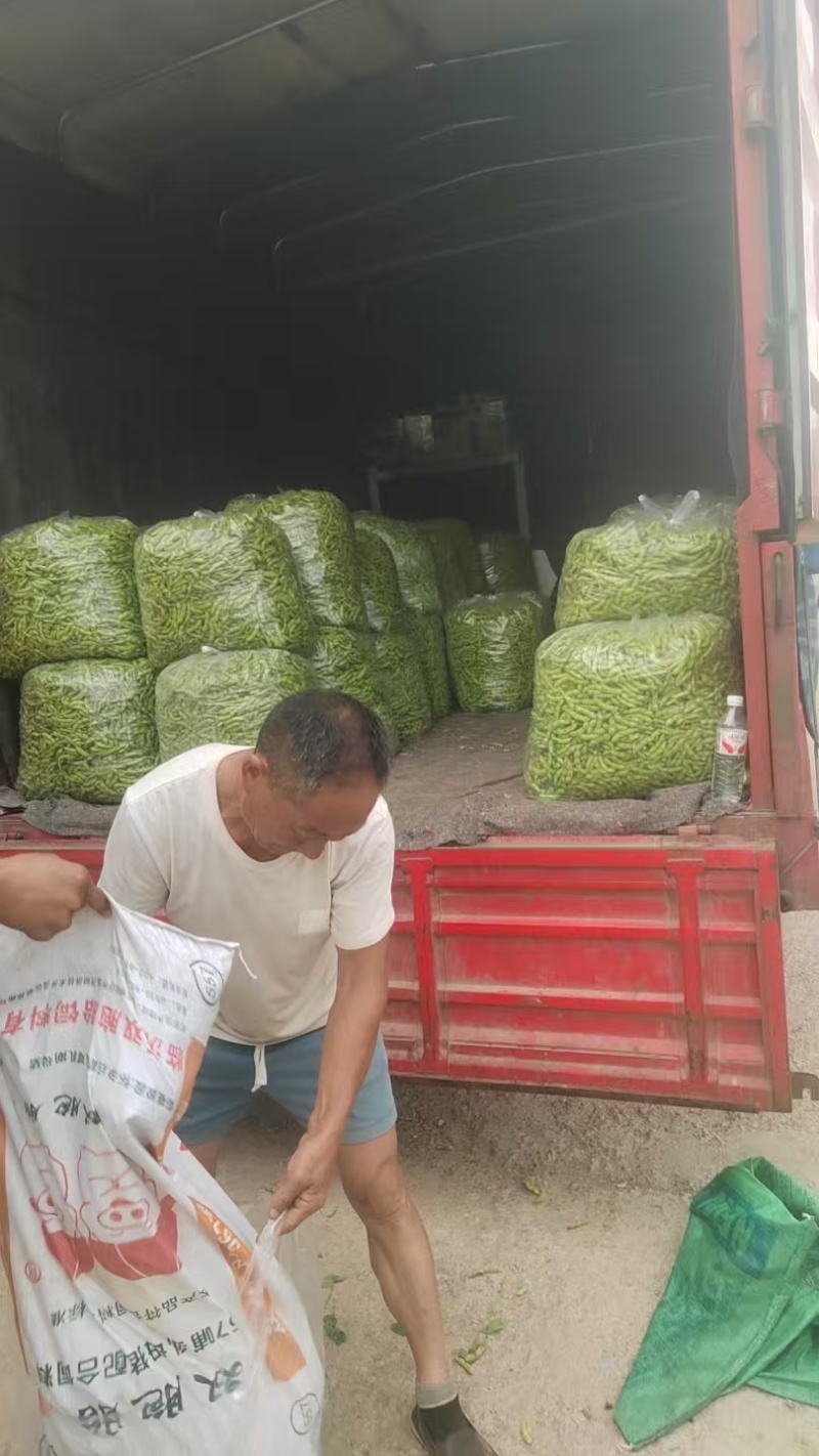 【源头直采】山东毛豆大青豆稳定供货欢迎来电咨询