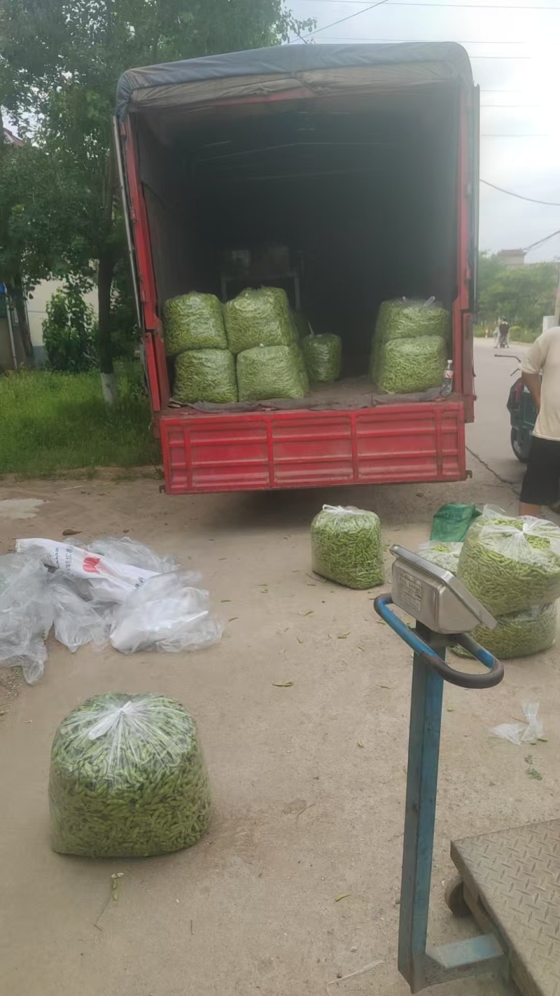 【源头直采】山东毛豆大青豆稳定供货欢迎来电咨询