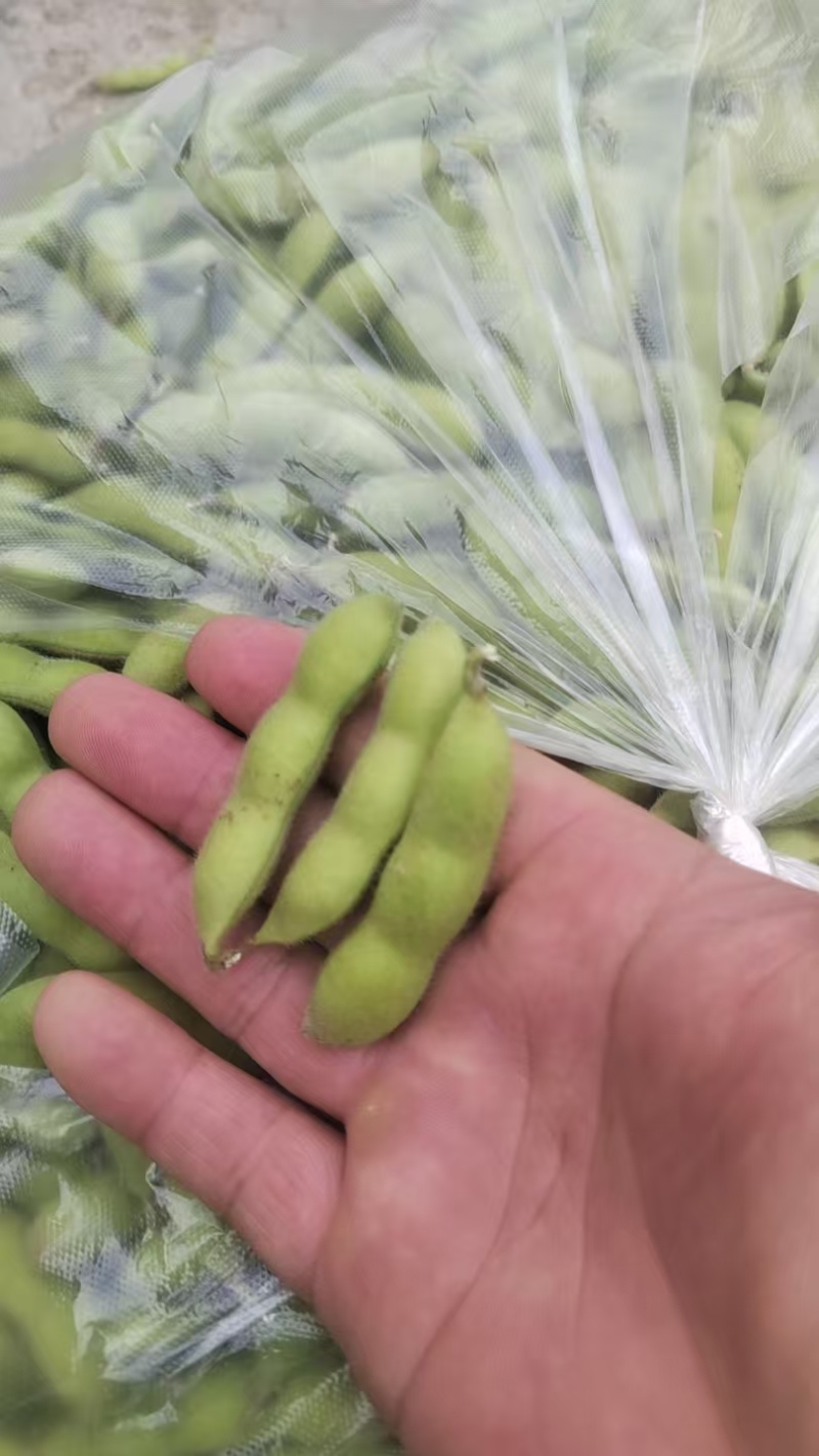 【源头直采】山东毛豆大青豆稳定供货欢迎来电咨询