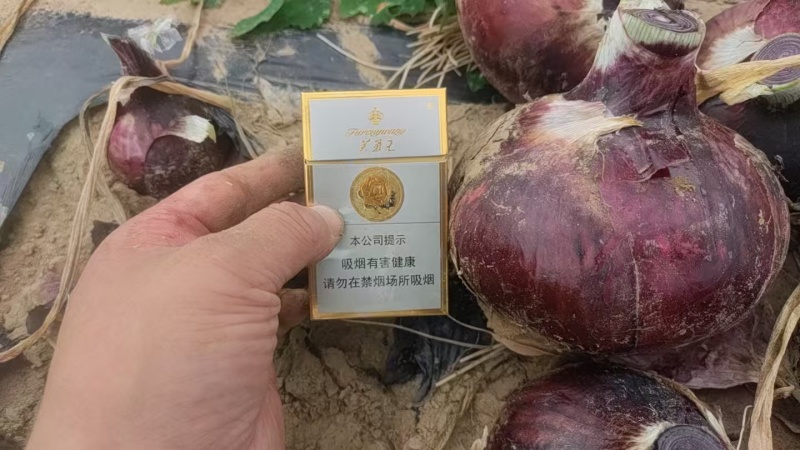 紫皮洋葱红博规格8到13市场货圆葱卖相好表皮干净耐储存