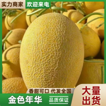 甘肃民勤哈密瓜金色年华包熟包甜万亩基地持续供应