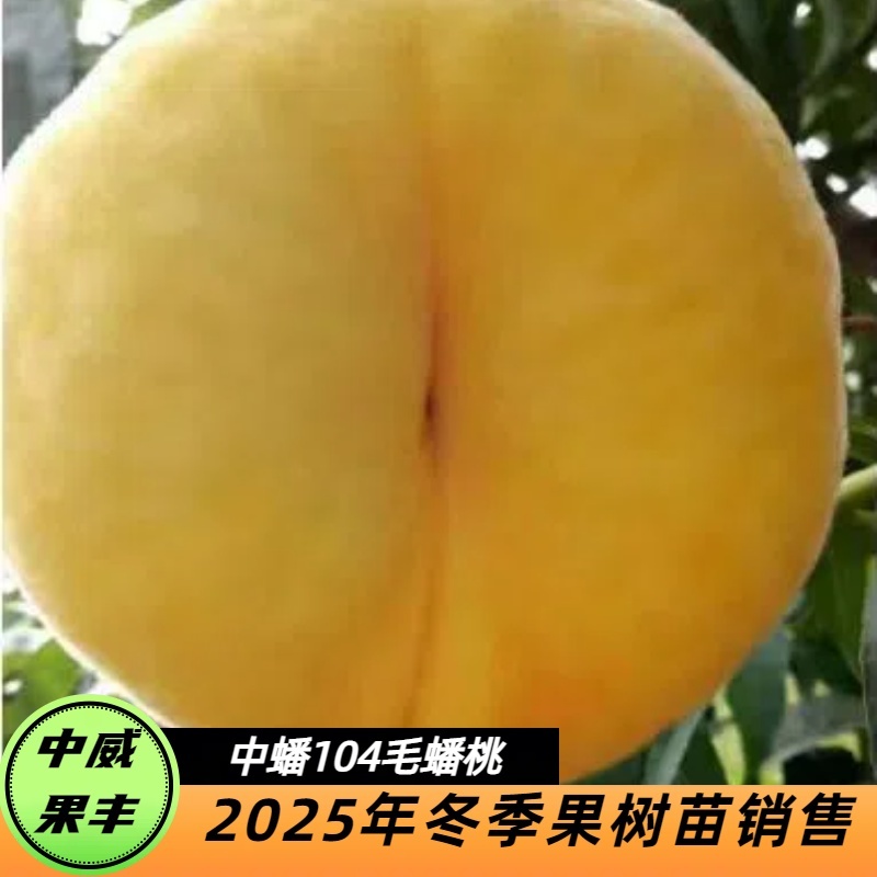 中蟠104黄毛蟠8月上旬成熟不裂果不落果李子抗涝抗冻害