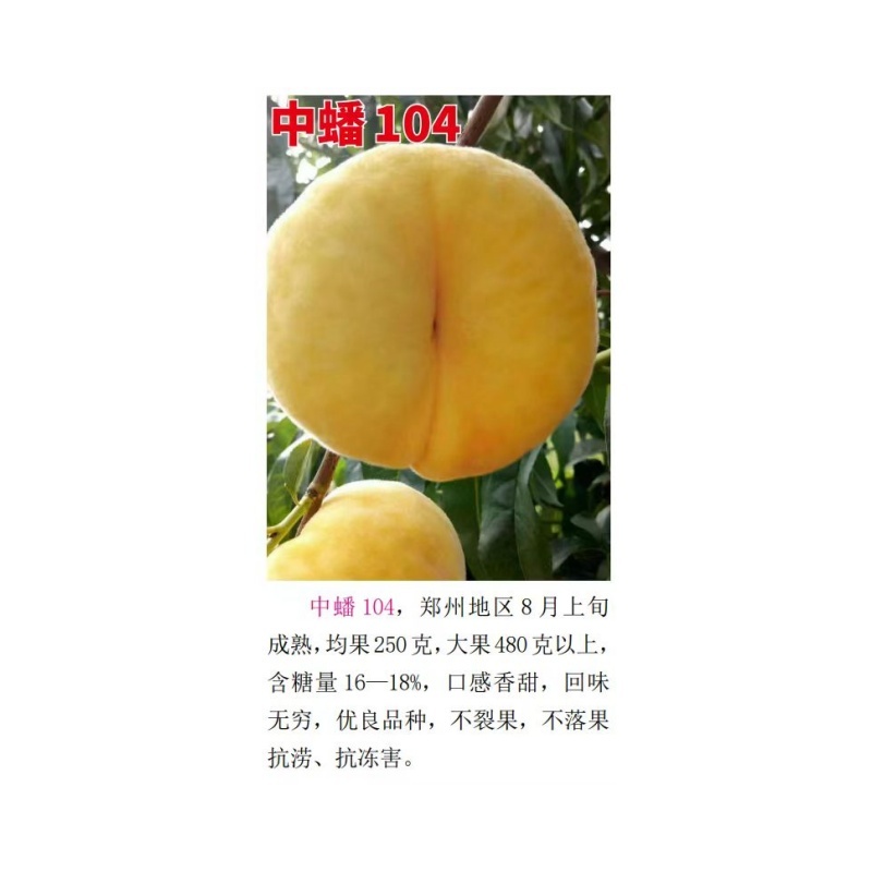 中蟠104黄毛蟠8月上旬成熟不裂果不落果李子抗涝抗冻害