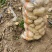 【热卖推荐】沃土5号土豆基地直销量大质优支持视频看货