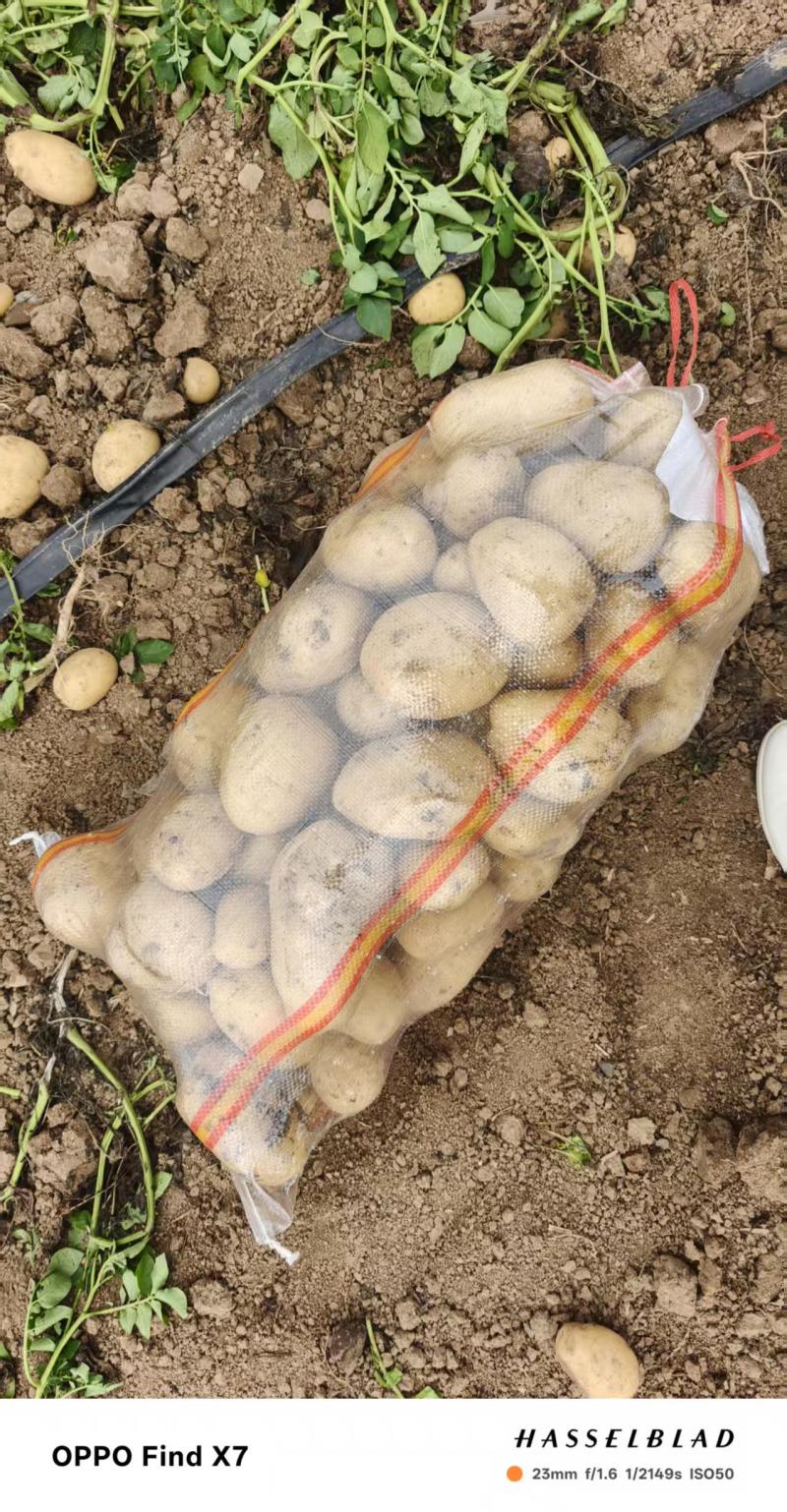 湖北襄阳土豆沃土5号土豆大量上市产地直发，量大从优