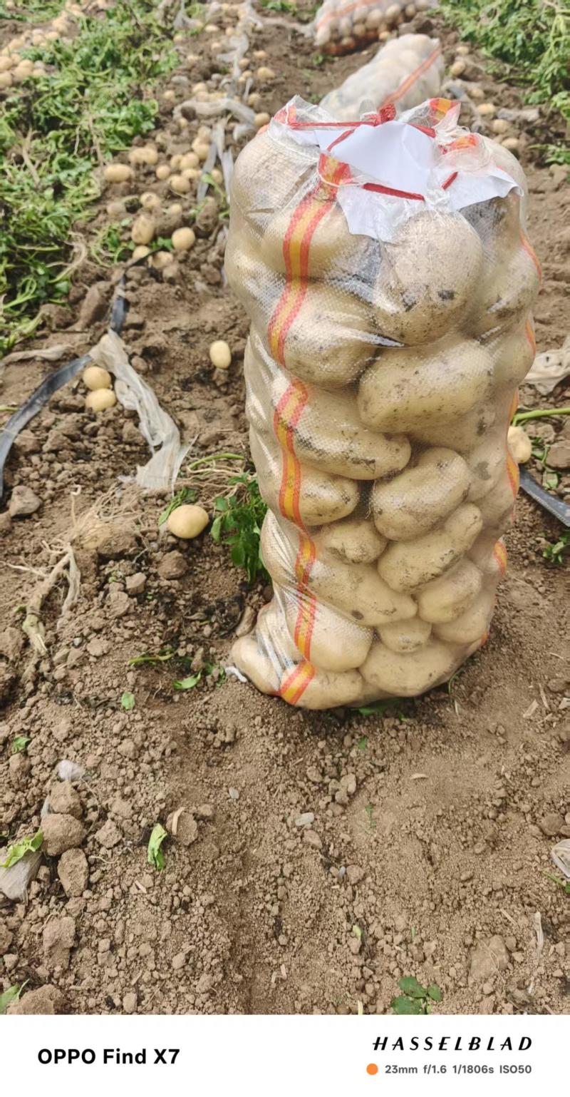 湖北襄阳土豆沃土5号土豆大量上市产地直发，量大从优
