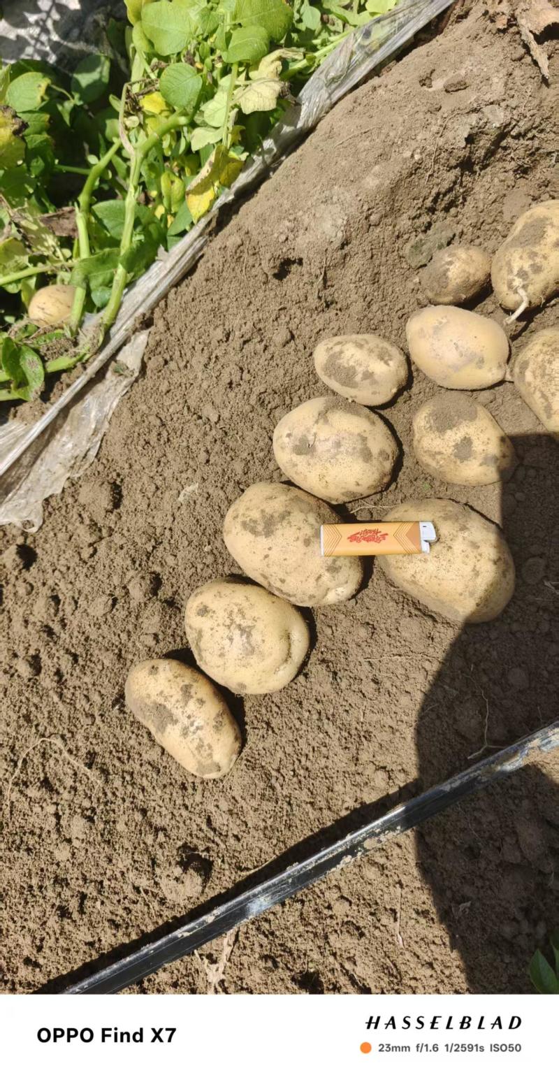 湖北襄阳土豆沃土5号土豆大量上市产地直发，量大从优
