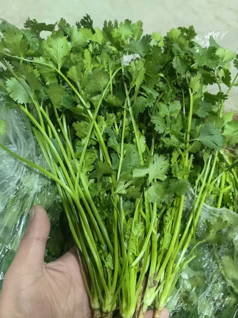 唐山铁杆青香菜基地直销量大质优价格优惠欢迎咨询采购