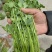 唐山铁杆青香菜基地直销量大质优价格优惠欢迎咨询采购