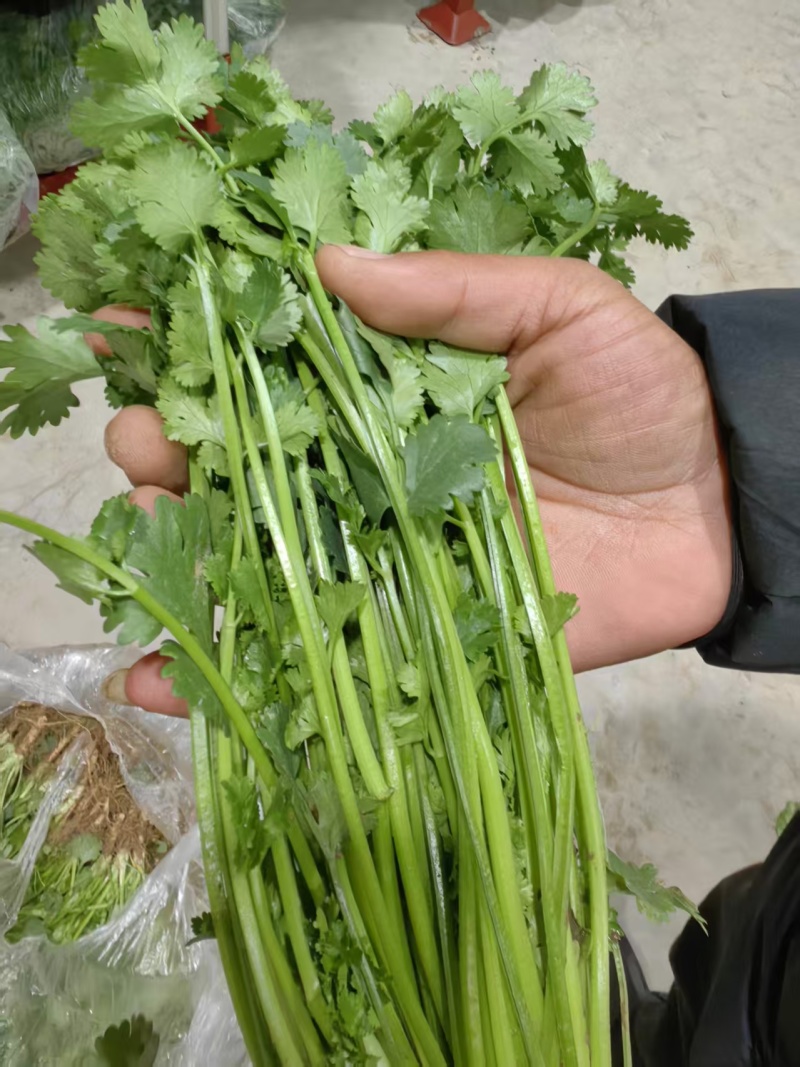 唐山铁杆青香菜基地直销量大质优价格优惠欢迎咨询采购