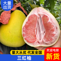 【实力供货】和平三红柚福建柚子货源充足量大从优