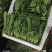 山东聊城大叶菠菜产地直发货源充足价格优惠新鲜发货量大价优