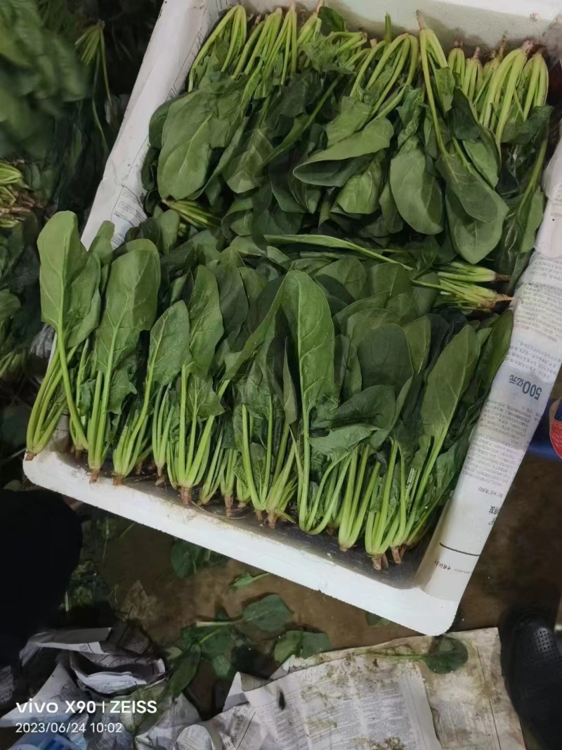 山东聊城大叶菠菜产地直发货源充足价格优惠新鲜发货量大价优