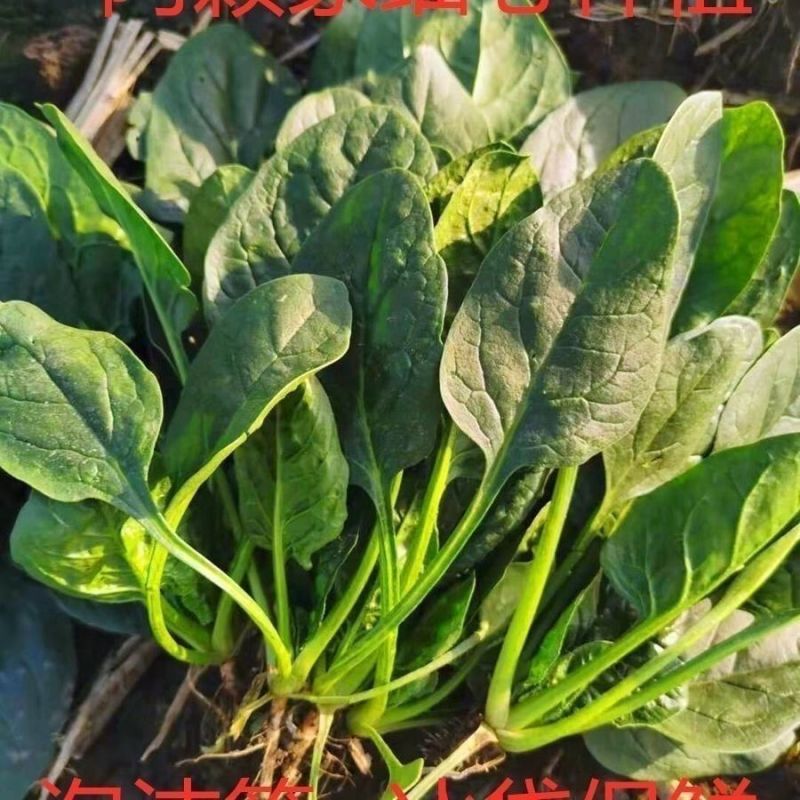 山东聊城大叶菠菜产地直发货源充足价格优惠新鲜发货量大价优