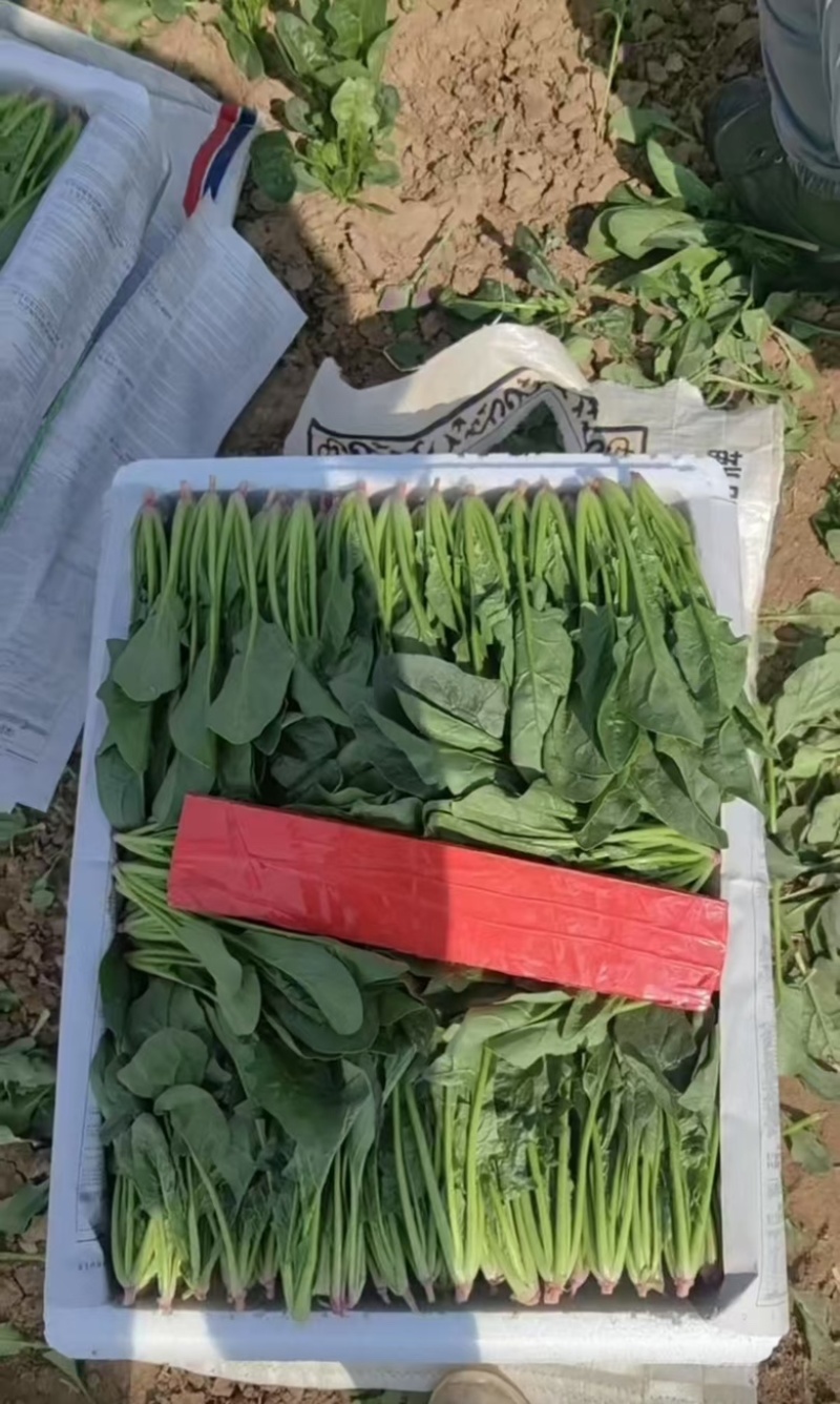 山东聊城大叶菠菜产地直发货源充足价格优惠新鲜发货量大价优