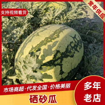 【实力供货】宁夏硒砂瓜清甜可口对接全国量大从优欢迎询价