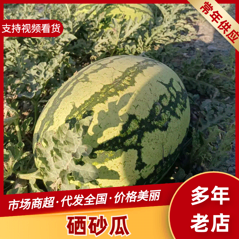 【实力供货】宁夏硒砂瓜清甜可口对接全国量大从优欢迎询价