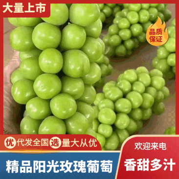 精品阳光玫瑰产地直发陕西大荔阳光玫瑰葡萄电商市场货