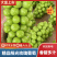 精品阳光玫瑰产地直发陕西大荔阳光玫瑰葡萄电商市场货