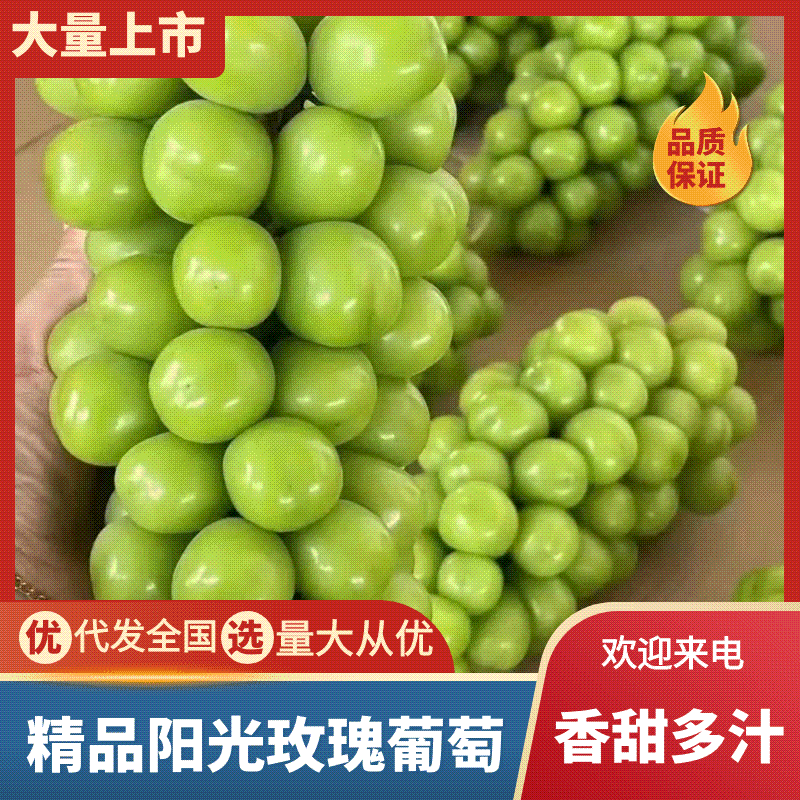 精品阳光玫瑰产地直发陕西大荔阳光玫瑰葡萄电商市场货