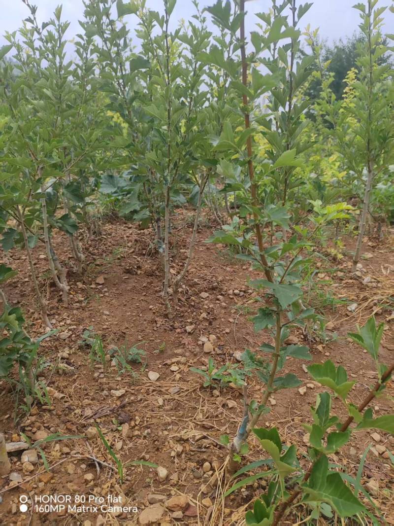 【实力推荐】山东新泰黄山楂苗产地直发品质保证可对接全国