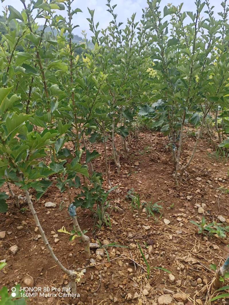 【实力推荐】山东新泰黄山楂苗产地直发品质保证可对接全国