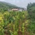 【实力推荐】山东新泰黄山楂苗产地直发品质保证可对接全国