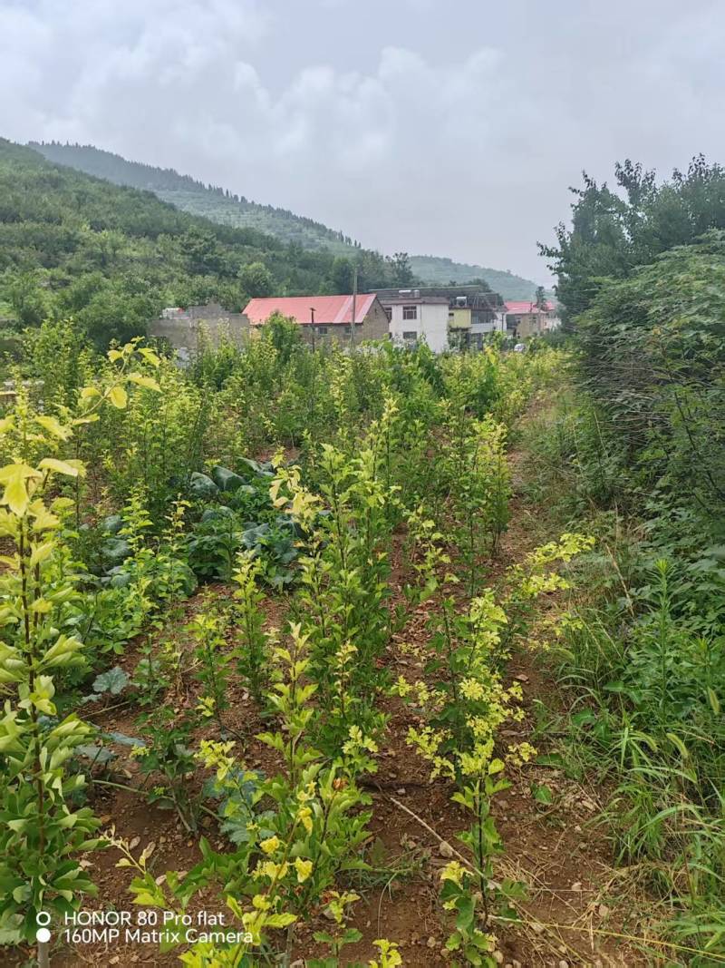 【实力推荐】山东新泰黄山楂苗产地直发品质保证可对接全国