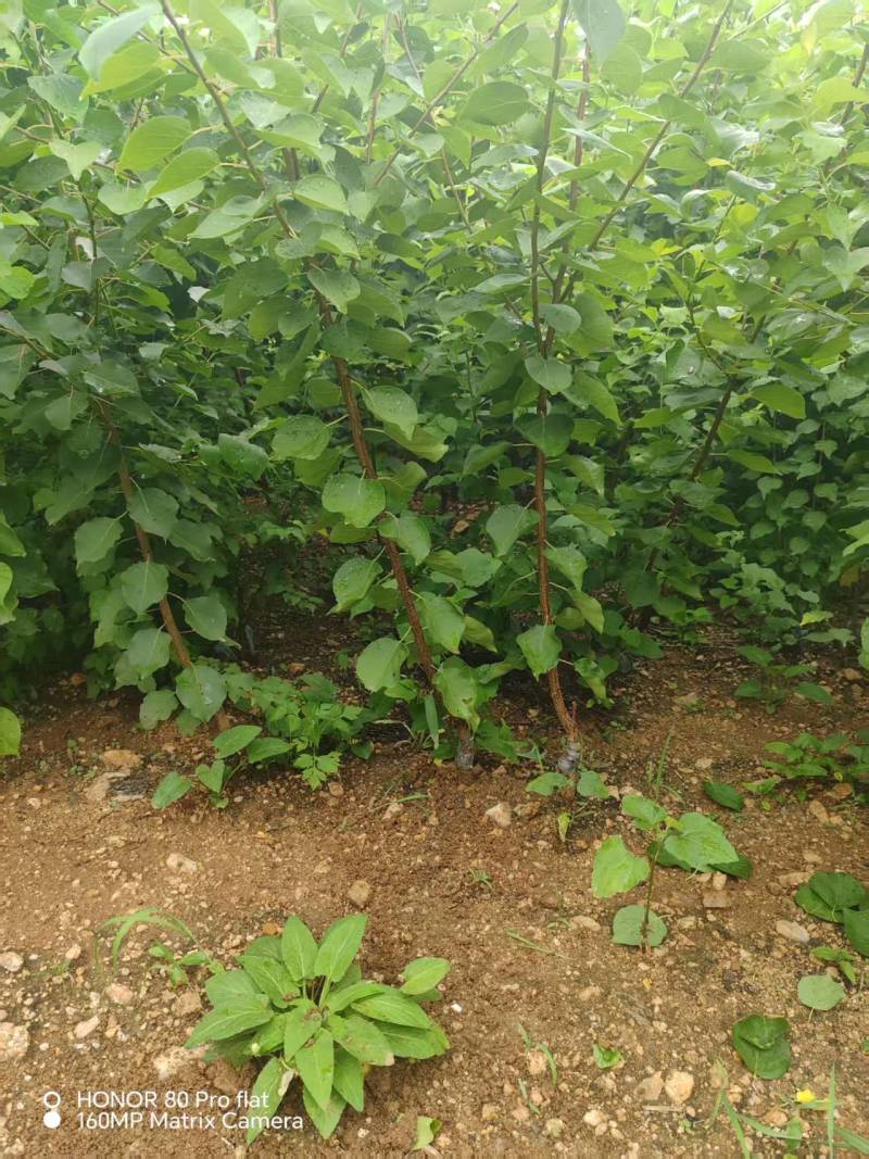 【实力推荐】山东新泰黄山楂苗产地直发品质保证可对接全国