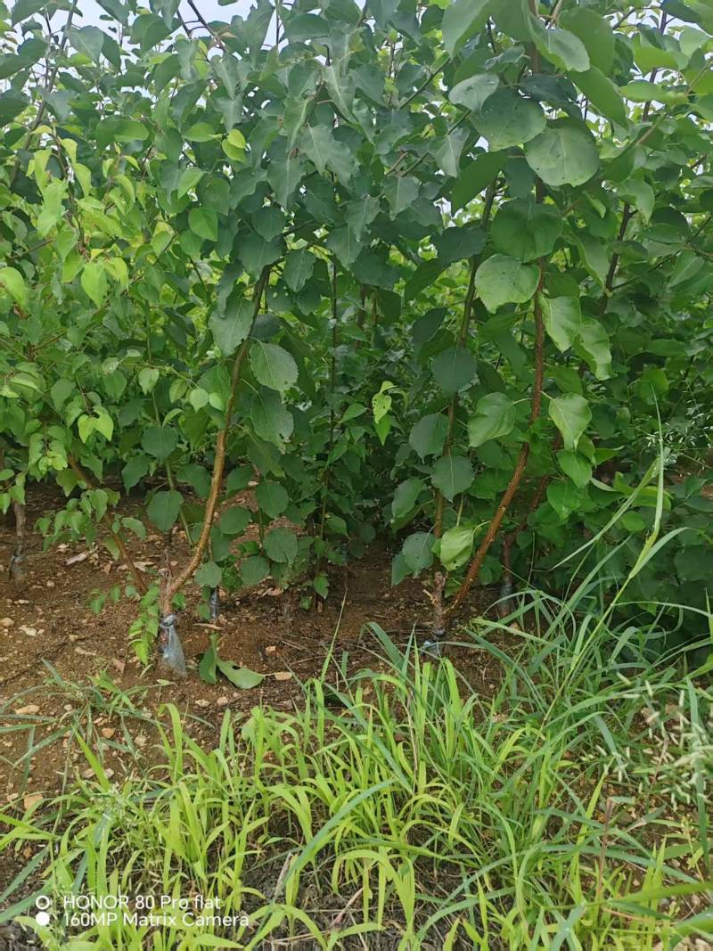 【实力推荐】山东新泰黄山楂苗产地直发品质保证可对接全国