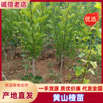 【实力推荐】山东新泰黄山楂苗产地直发品质保证可对接全国