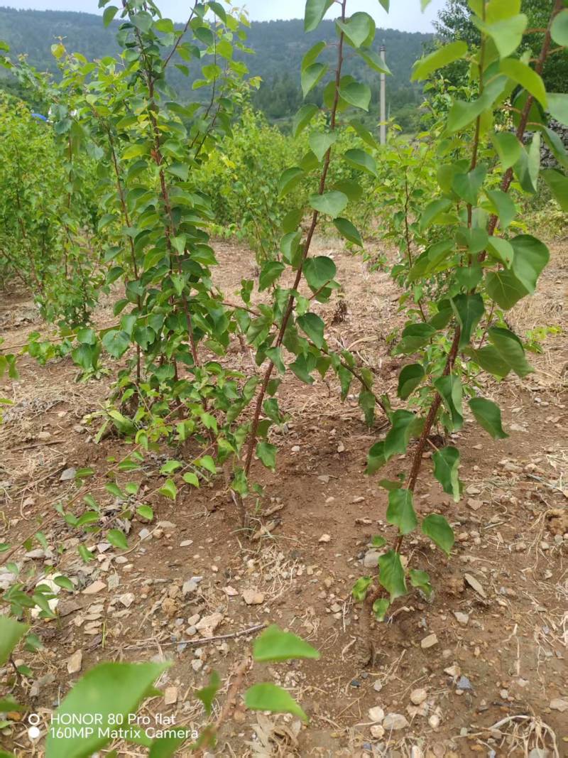 【热卖推荐】山东新泰芒果油杏苗杏树苗量大从优可视频看货