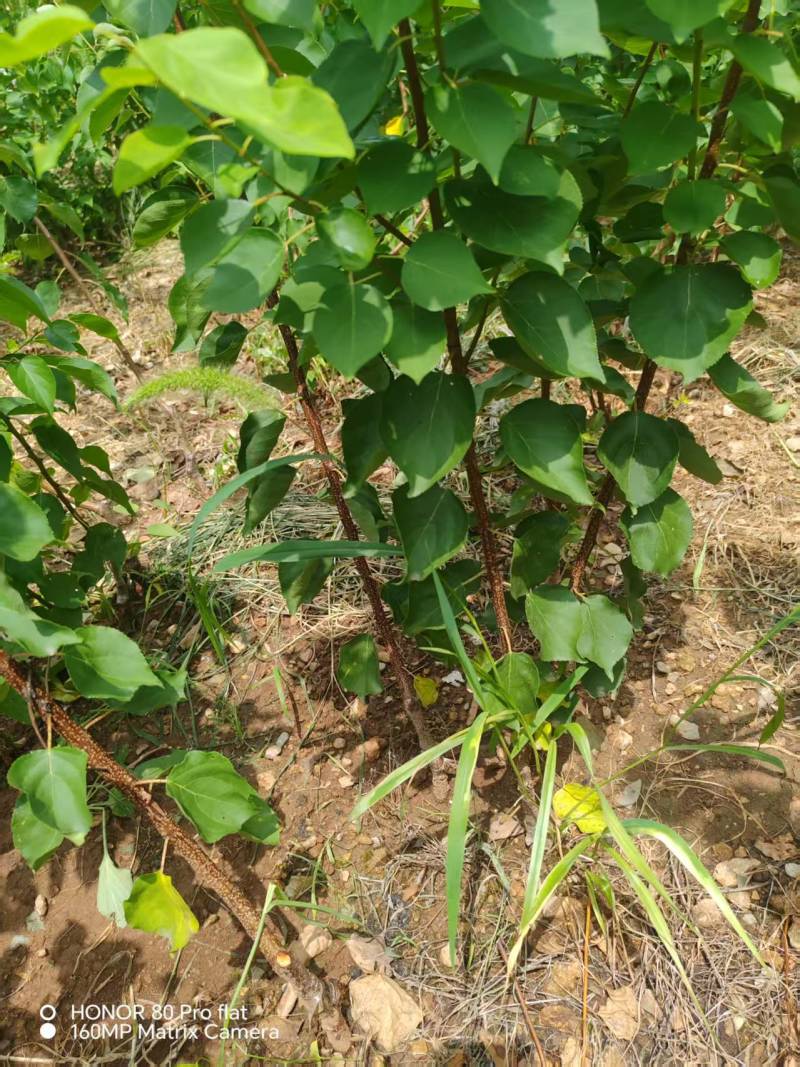 【热卖推荐】山东新泰芒果油杏苗杏树苗量大从优可视频看货