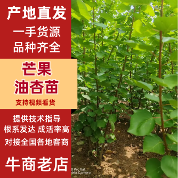 【热卖推荐】山东新泰芒果油杏苗杏树苗量大从优可视频看货