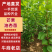 【热卖推荐】山东新泰芒果油杏苗杏树苗量大从优可视频看货