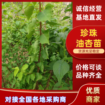 【杏树苗】山东新泰珍珠油杏苗产地直发优质壮苗易成活