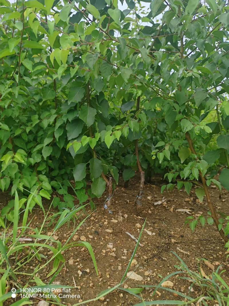 【杏树苗】山东新泰荷兰香蜜杏苗易存活产量稳定可视频看货