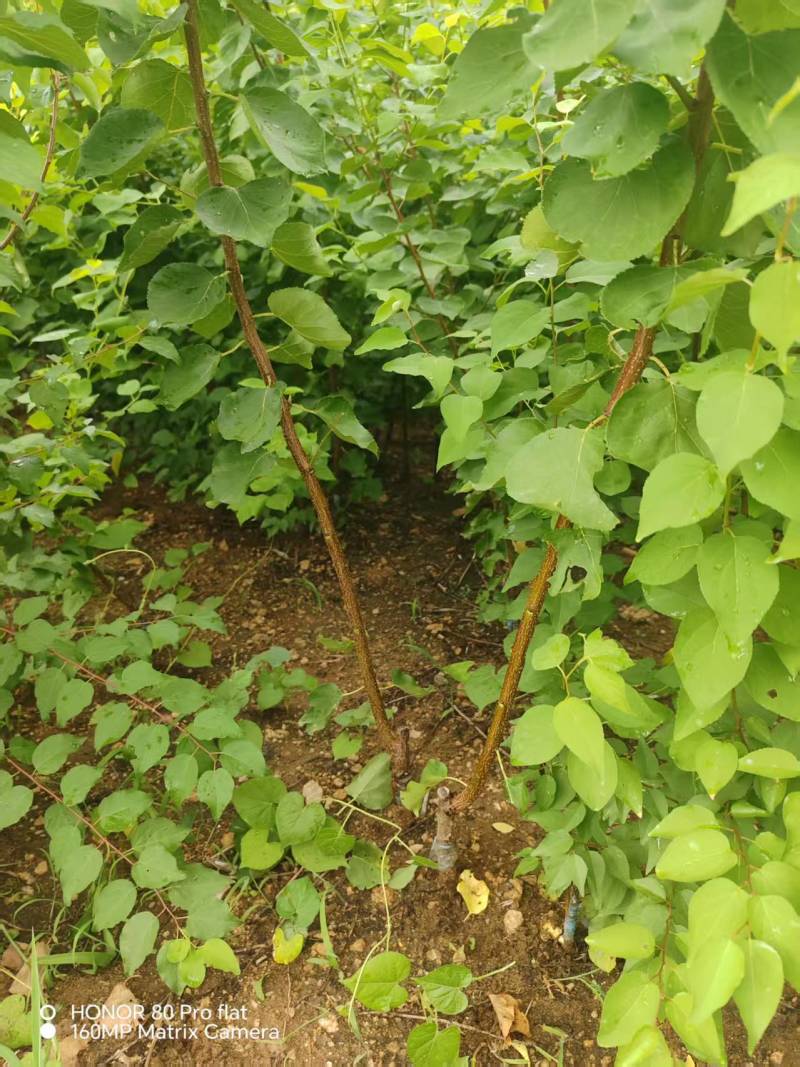【杏树苗】山东新泰荷兰香蜜杏苗易存活产量稳定可视频看货