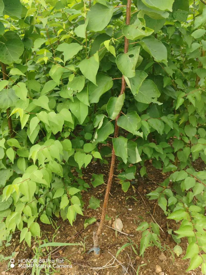 【杏树苗】山东新泰荷兰香蜜杏苗易存活产量稳定可视频看货