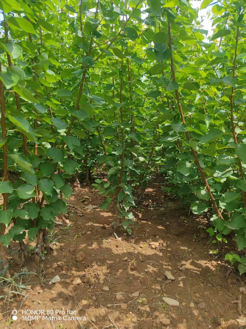 【杏树苗】山东新泰荷兰香蜜杏苗易存活产量稳定可视频看货