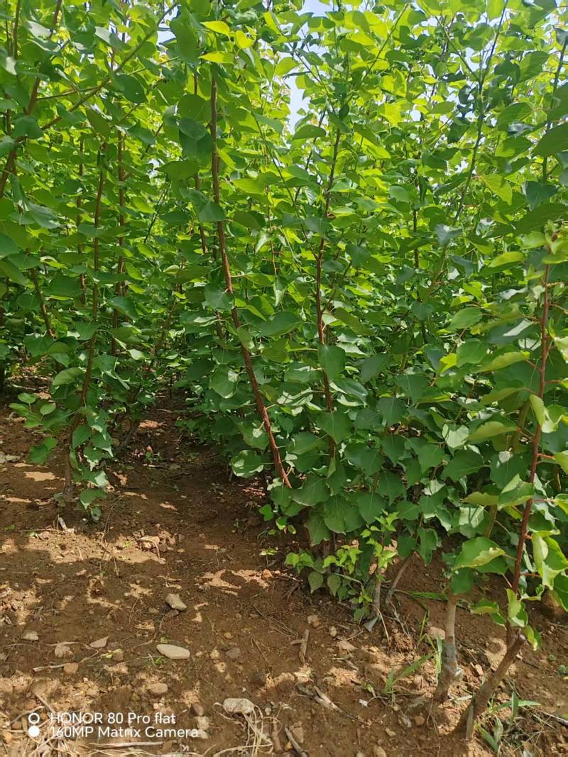 【杏树苗】山东新泰荷兰香蜜杏苗易存活产量稳定可视频看货