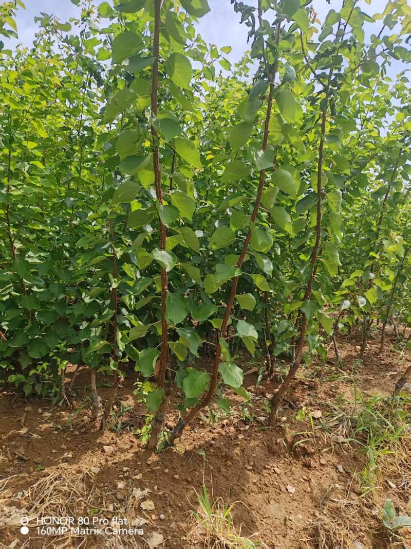 【杏树苗】山东新泰荷兰香蜜杏苗易存活产量稳定可视频看货