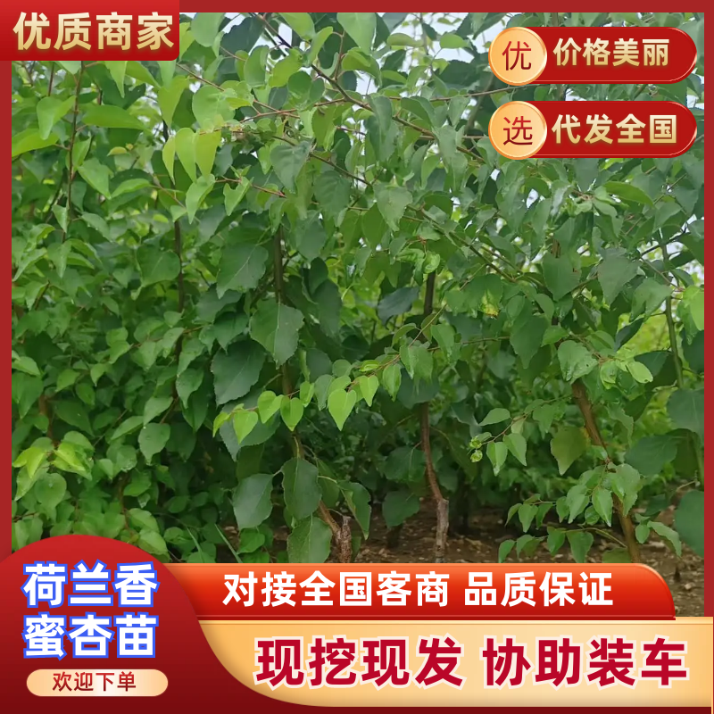【杏树苗】山东新泰荷兰香蜜杏苗易存活产量稳定可视频看货