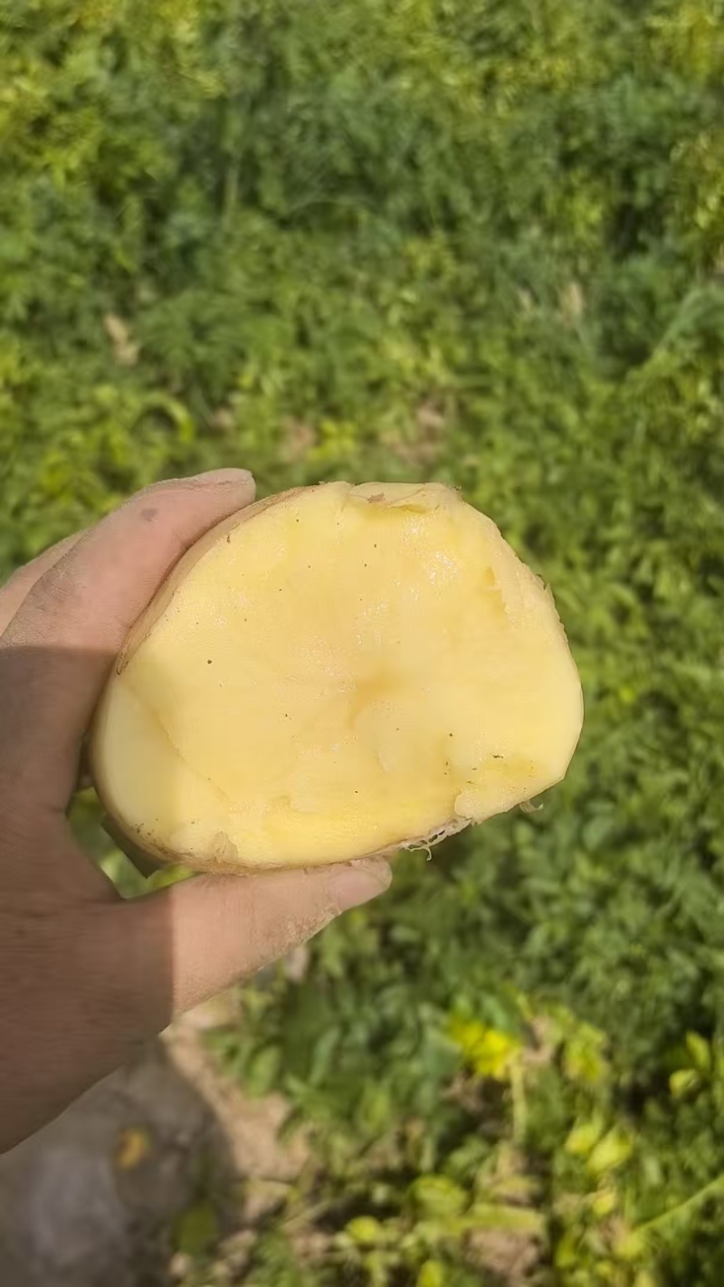 陕北土豆：大土豆，中号土豆，一级土豆种薯等继续大量供应中
