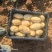 陕北土豆：大土豆，中号土豆，一级土豆种薯等继续大量供应中