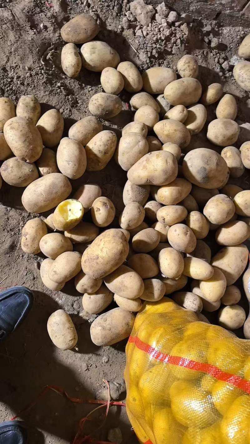 陕北土豆：大土豆，中号土豆，一级土豆种薯等继续大量供应中