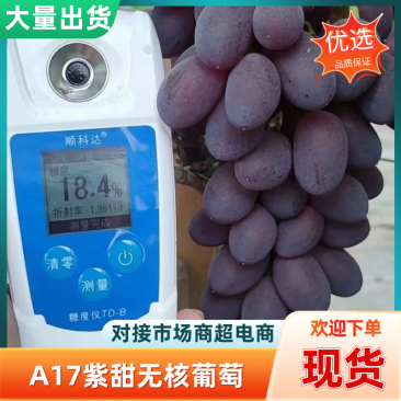 A17紫甜无核葡萄河北葡萄产地一手货源，诚信经营品质保证