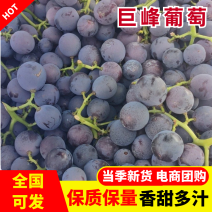【热卖】巨峰葡萄大量有货口感纯甜，实力代办质量保证